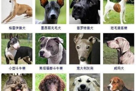 为狗宝宝取个独特名字的五个步骤