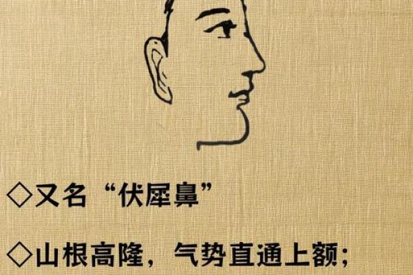 如何通过鼻子的形状预测未来运势与发展方向