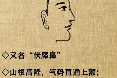 如何通过鼻子的形状预测未来运势与发展方向