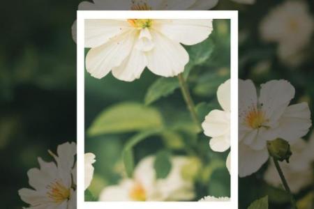 七月有哪些特别的节日和纪念日