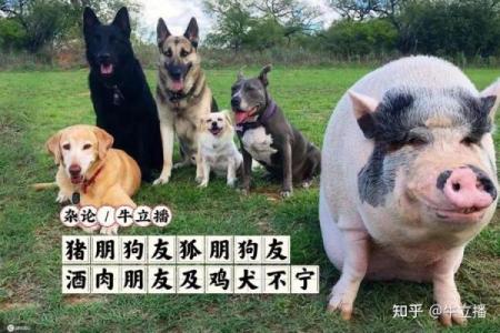 女猪男狗婚姻配对：爱与理解能否跨越障碍