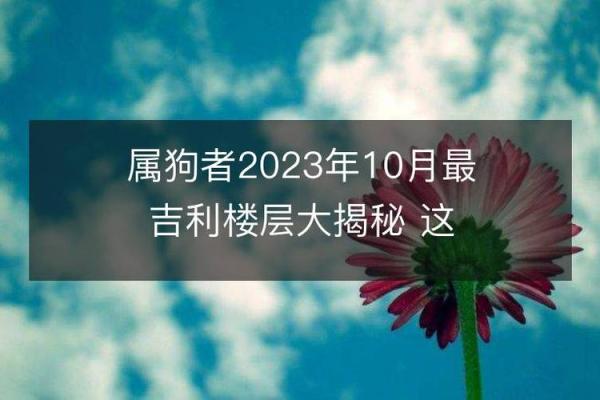 今日运势揭秘：属狗人的爱情与财运波动分析