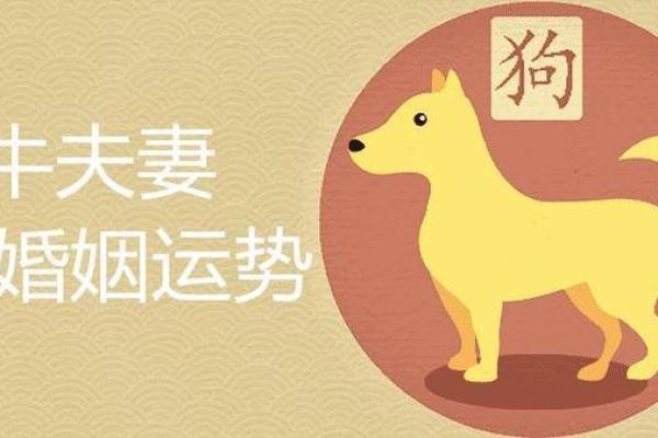 女虎男狗婚姻是否合适 适配性解析与建议