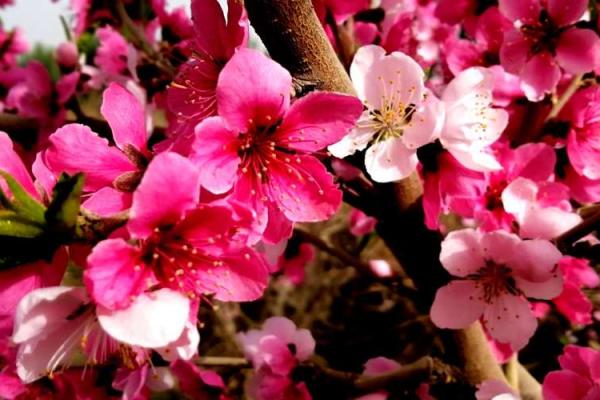 杏花与生肖的神秘关联揭秘