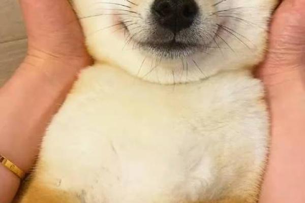 从狗的眼神到嘴型：解码狗狗面相中的心理密码