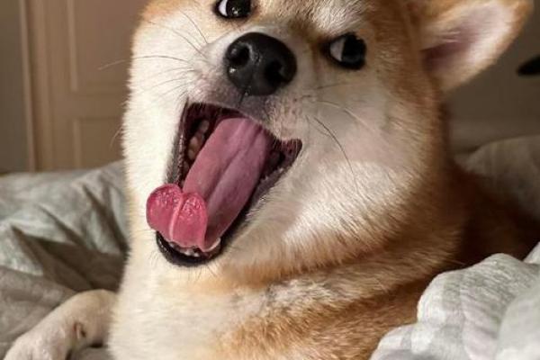 从狗的眼神到嘴型：解码狗狗面相中的心理密码