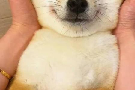 从狗的眼神到嘴型：解码狗狗面相中的心理密码
