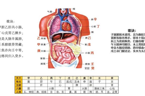 十天干与地支的深层关系解析