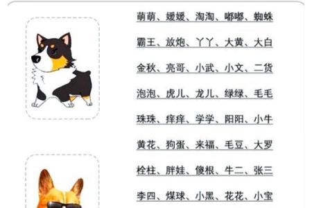 给狗宝宝起名字的创意灵感与建议