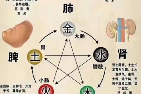 火兔命与五行命理的关系