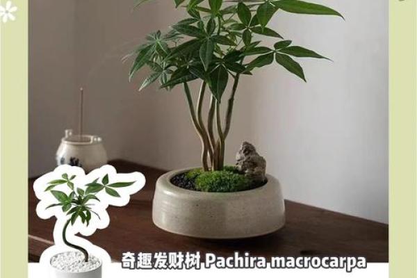 植物风水图谱：提升家居运势的绿植选择指南