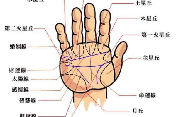 手相中的羽毛纹象征着什么？解密你的生命轨迹