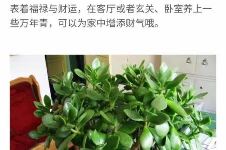 植物风水图谱：提升家居运势的绿植选择指南