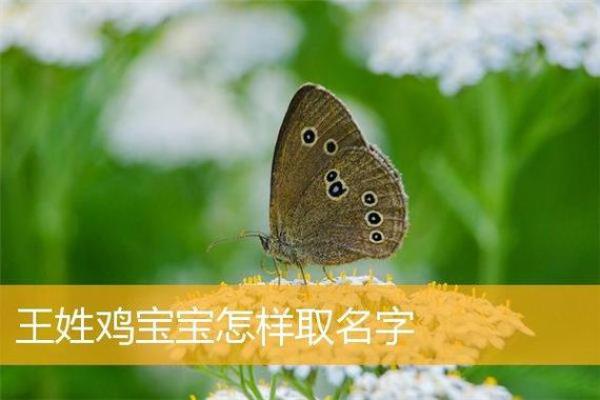 如何挑选鸡年宝宝的名字，寓意和发音要注意