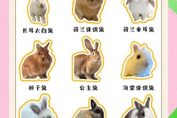兔子和哪些生肖性格最合拍，了解最佳配对