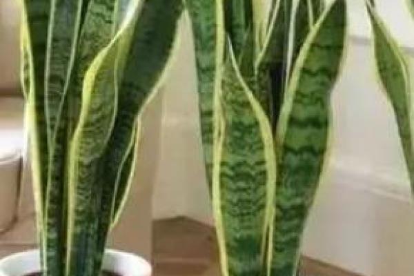 风水财位绿植摆放指南 如何选对植物助财运旺盛