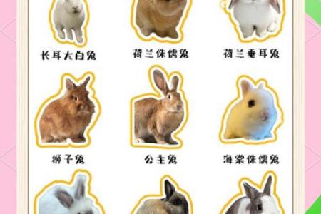 兔子和哪些生肖性格最合拍，了解最佳配对