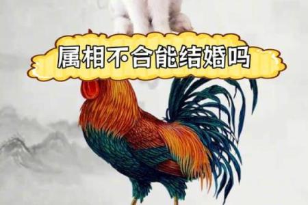 女兔男猪婚姻是否和谐？从生肖角度解读两者配对的优势与挑战