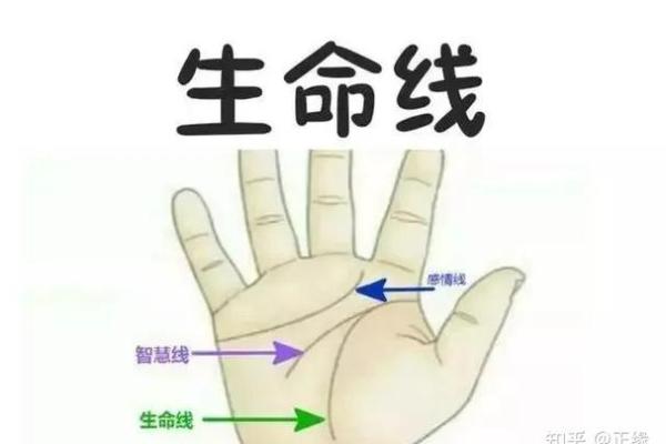 手相中的生命线是否准确揭示人生走向分析