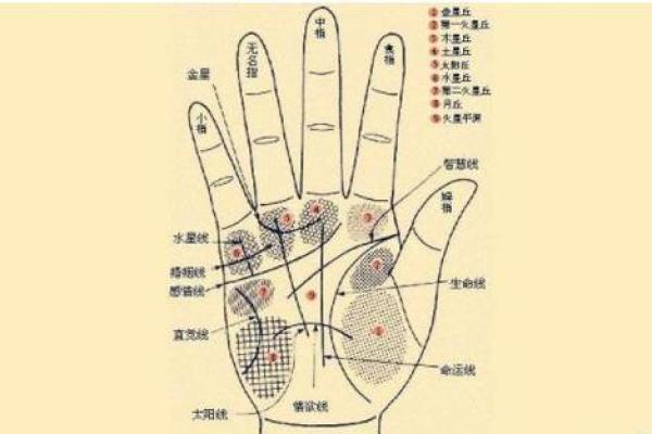 手相中的生命线是否准确揭示人生走向分析