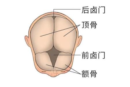 解读面相中的头骨特征与性格关系