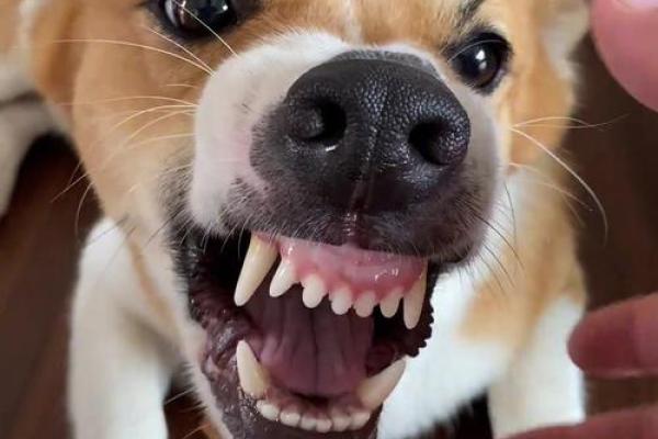 狗狗面相分析：面部表情如何反映它们的情绪和健康状况