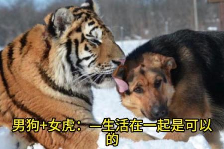 女狗与男鸡婚姻是否天作之合？探索生肖相配的真相