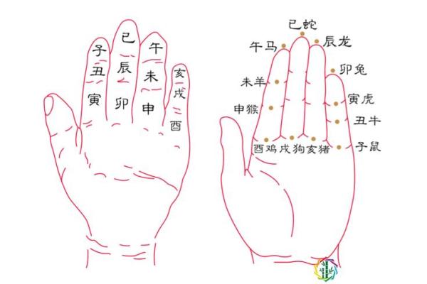 年命与生肖的关系：探讨命运的年轮