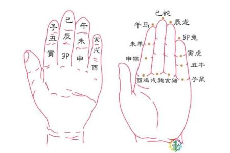 年命与生肖的关系：探讨命运的年轮