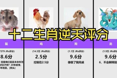 今日运势解读，生肖影响力全解析