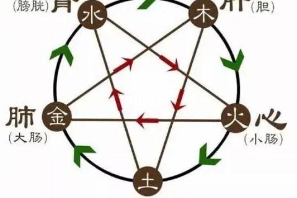 五行与五脏的深度关联解析：如何理解体内能量的平衡