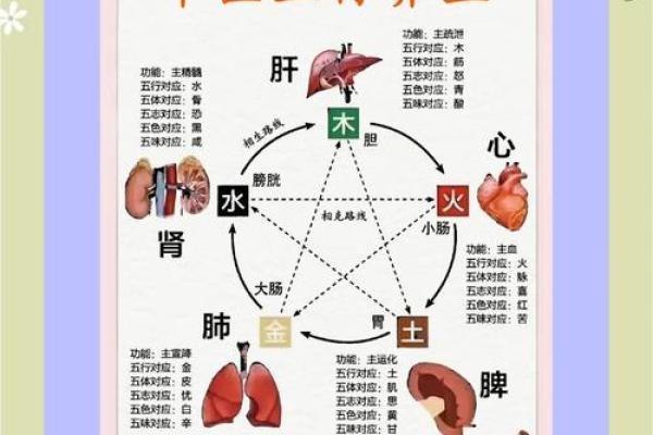 华五行属于什么类别的解析与探讨