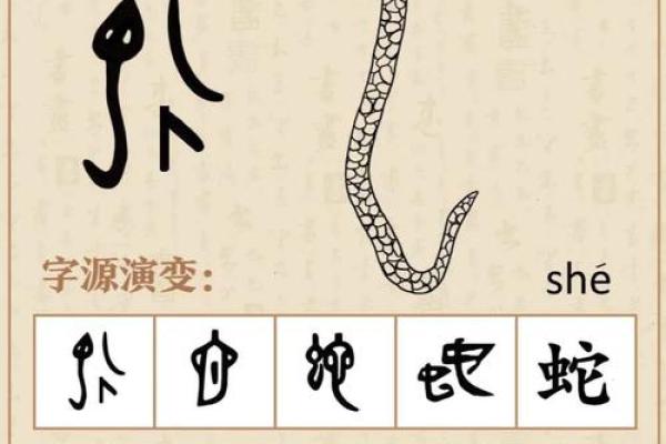 蛇虎相配：神秘与力量的完美结合