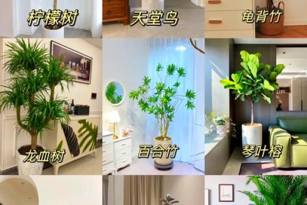 室内风水必看客厅植物摆放技巧，提升家居运势的秘籍