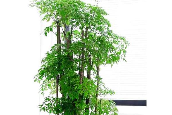 室内风水必看客厅植物摆放技巧，提升家居运势的秘籍