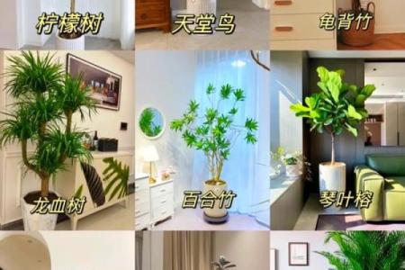 室内风水必看客厅植物摆放技巧，提升家居运势的秘籍