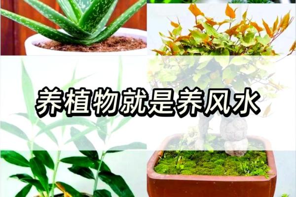 了解风水天干五合，助你事业腾飞