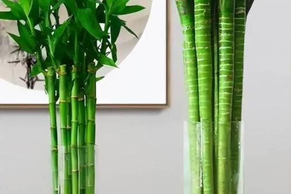 十二生肖旺财植物：招财进宝，生肖植物秘籍大公开