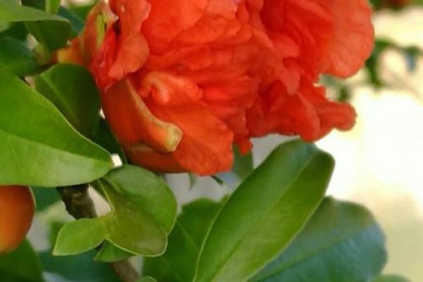 石榴花开命定缘