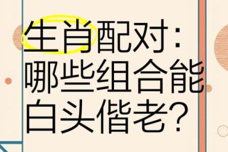 生肖配对大解析：找到你的最佳拍档