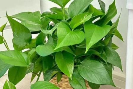 十二生肖旺财植物：招财进宝，生肖植物秘籍大公开