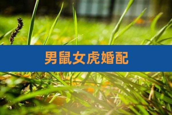属鼠属虎相配吗？揭秘爱情密码