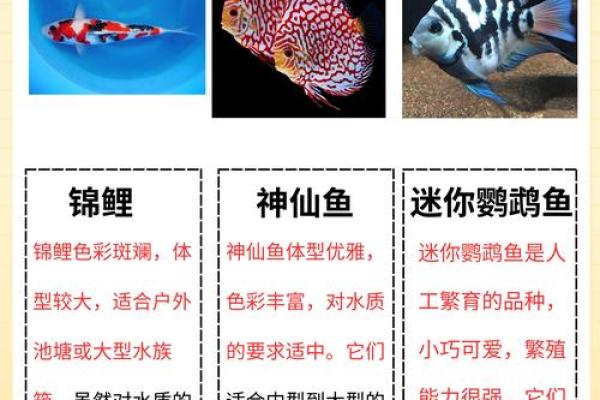 办公室鱼缸风水秘籍：养几条鱼财运亨通，揭秘养鱼风水之道