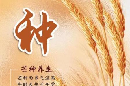 芒种时节：探寻古代农耕文化中的芒种风俗与庆祝活动