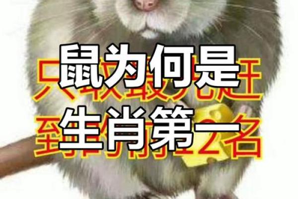 老鼠当家：揭秘生肖生肖的独特魅力