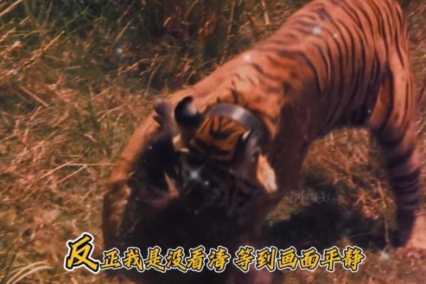 老虎马配，速度与力量的结合
