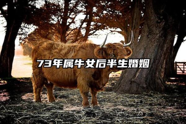 牛与牛婚姻配对的优势与挑战分析