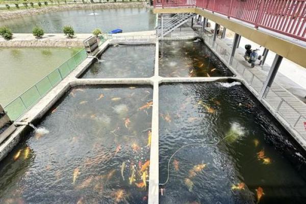 揭秘池塘风水：如何打造风水宝地，财运亨通，生活美满