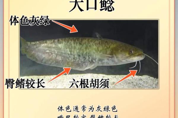 风水鱼新宠：揭秘鲶鱼助运的神奇功效