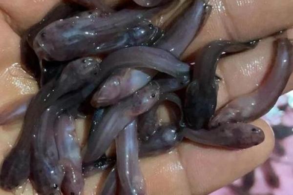 风水鱼新宠：揭秘鲶鱼助运的神奇功效